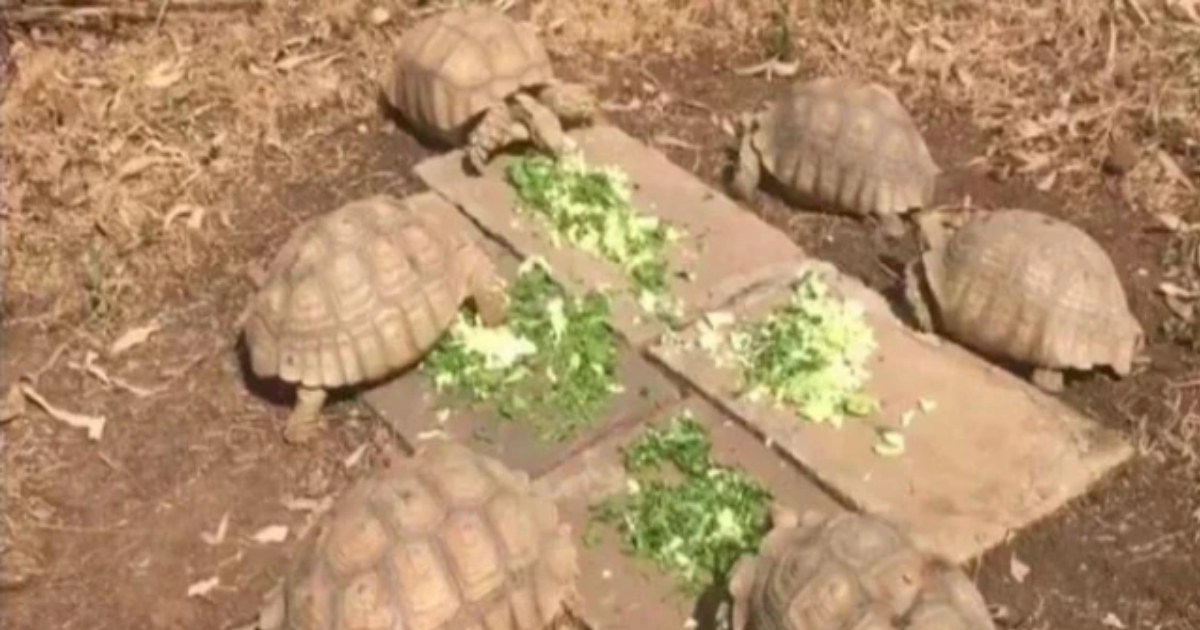 140 tortoises seized from train at UP's Manikpur station